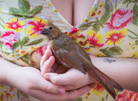 cardinal in the hand