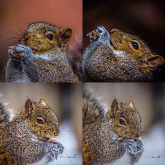 squirrell 4 by