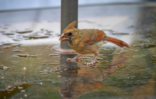 wet cardinal